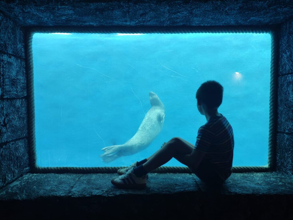 Terapia con delfines: nuestra experiencia en Fundación Aqualandia-Mundomar 3 Mundomar Subiendo al delfinario